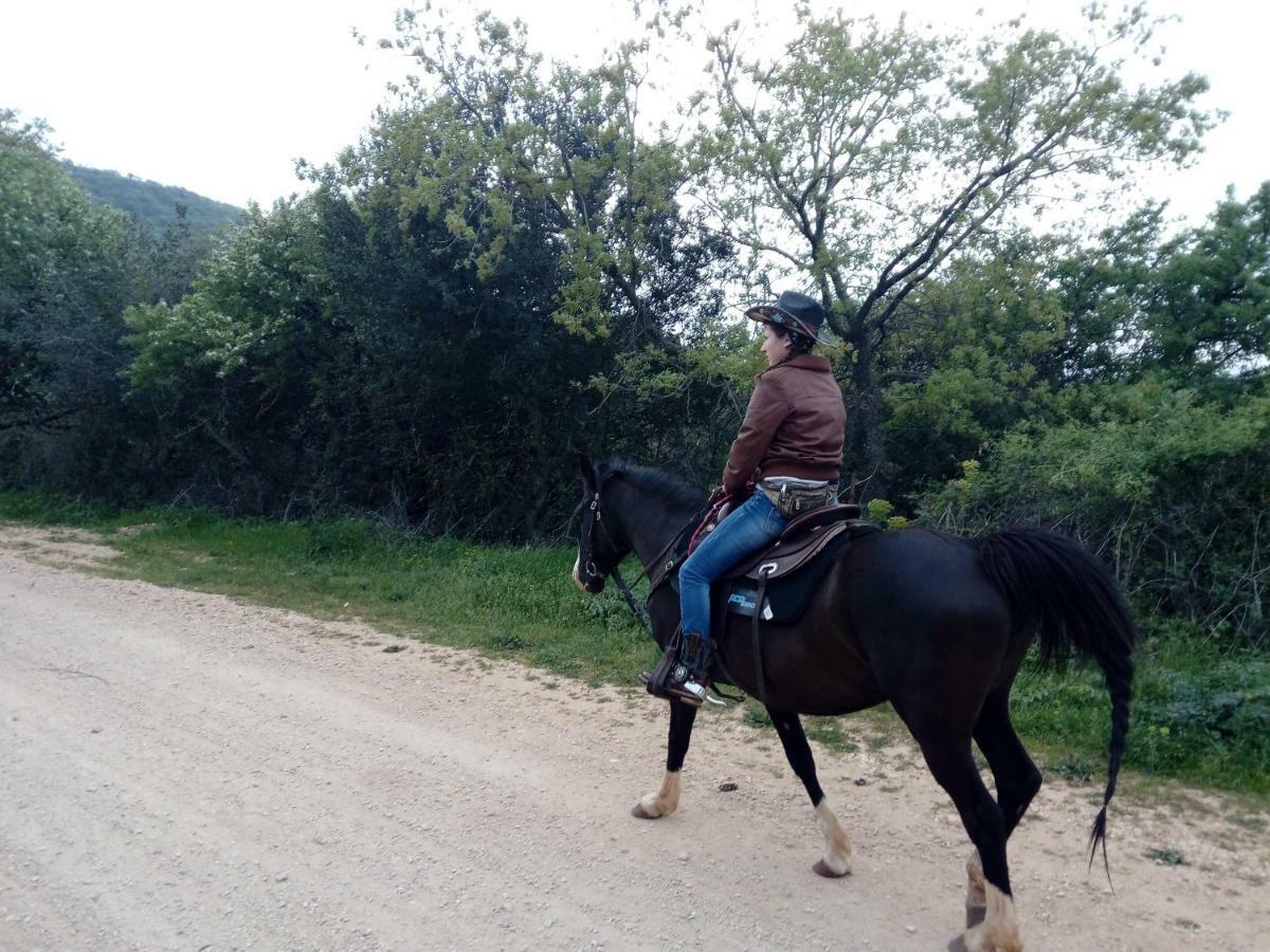 Gio Horses B&B 圣尼坎德罗加尔加尼科 外观 照片